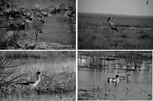 Mangalajodi in Monochrome